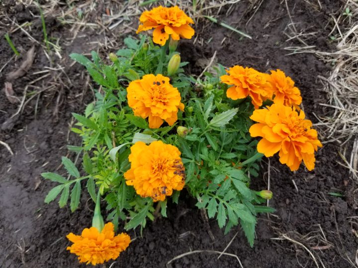 Gardening at PHA